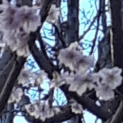 Prunus serrulata