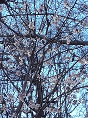 Prunus serrulata