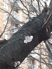 Prunus serrulata