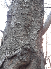 Prunus serrulata