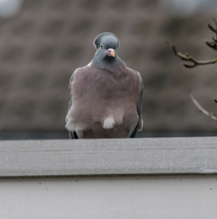 Columba palumbus