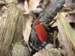 Lopheros rubens