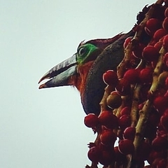 Selenidera maculirostris