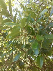 Styrax leprosus