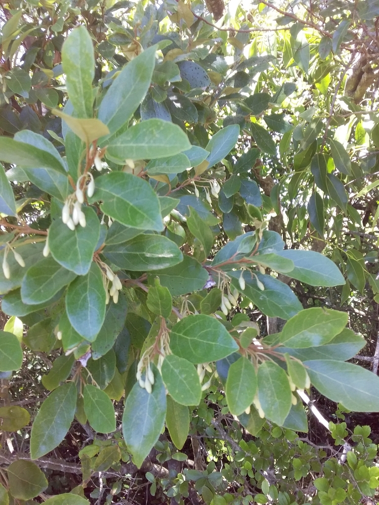 Styrax leprosus