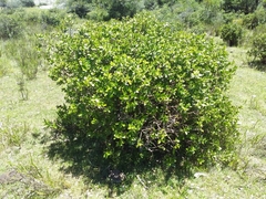 Daphnopsis racemosa
