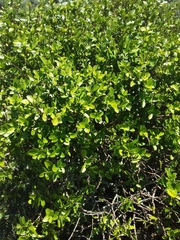 Daphnopsis racemosa