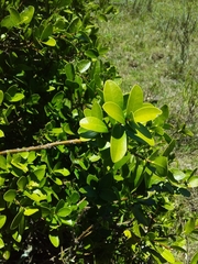 Daphnopsis racemosa