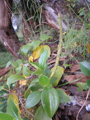 Peperomia abyssinica