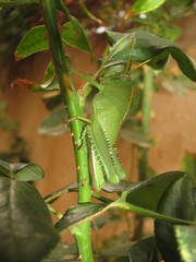 Anacridium aegyptium