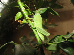 Anacridium aegyptium