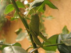 Anacridium aegyptium