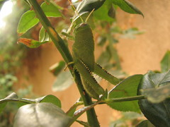 Anacridium aegyptium