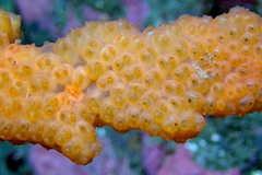 Metandrocarpa dura
