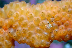 Metandrocarpa dura