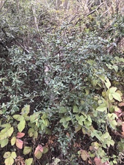 Ceanothus thyrsiflorus griseus