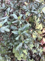 Ceanothus thyrsiflorus griseus