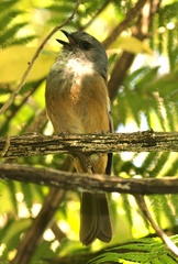 Pachycephala olivacea