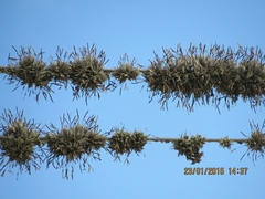 Tillandsia pedicellata