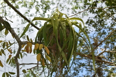 Tillandsia elongata
