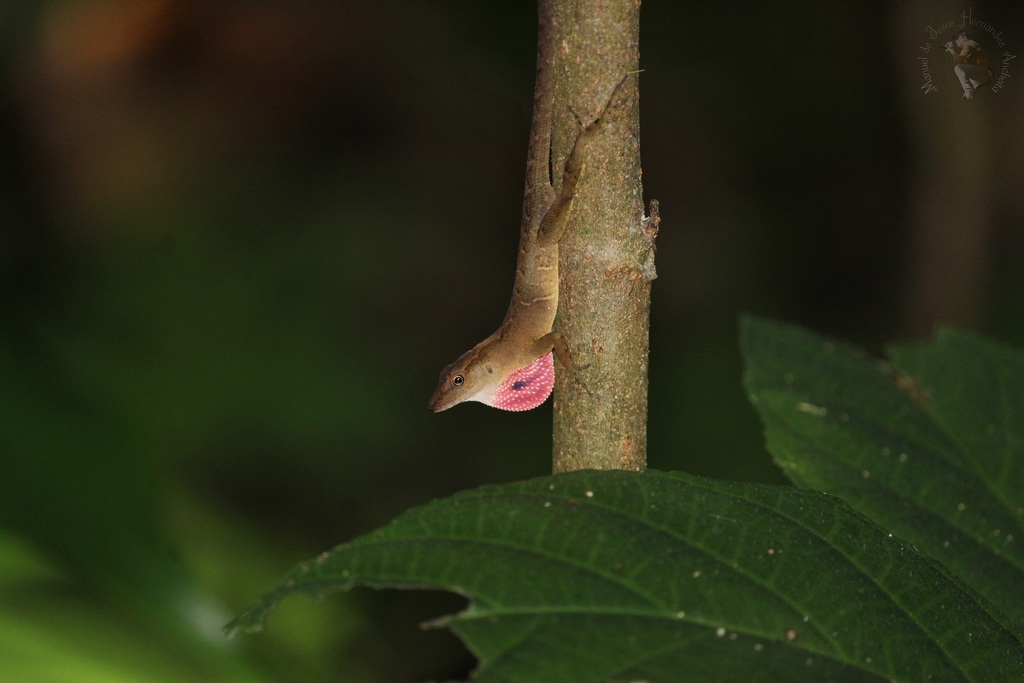 Lesser Scaly Anole