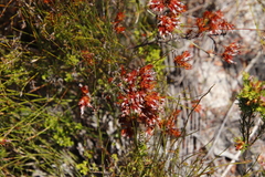 Erica pycnantha