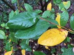 Cotoneaster gamblei