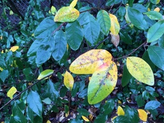 Cotoneaster gamblei