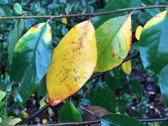Cotoneaster gamblei