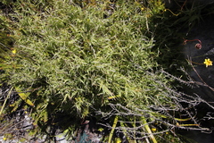 Pseudopentameris brachyphylla