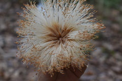 Pseudobombax septenatum