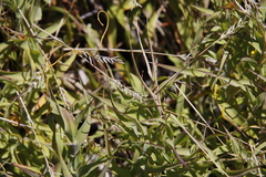 Pseudopentameris brachyphylla