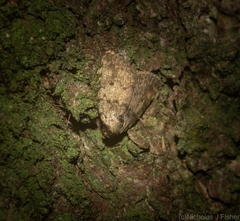 Tolpia conscitulana