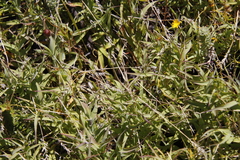 Pseudopentameris brachyphylla