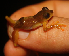 Afrixalus nigeriensis