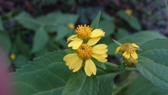 Greenmaniella resinosa