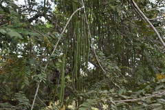 Cassia moschata