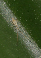 Salininae