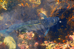 Odax pullus
