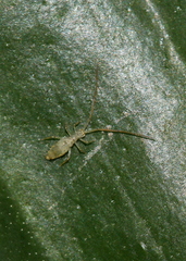 Salininae