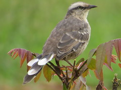 Mimus saturninus