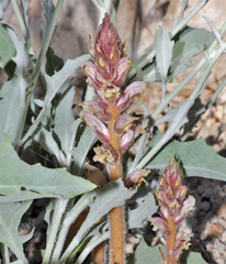 Orobanche calendulae