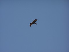 Milvus migrans parasitus