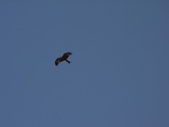 Milvus migrans parasitus