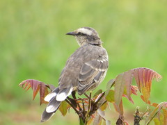 Mimus saturninus
