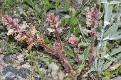 Orobanche calendulae