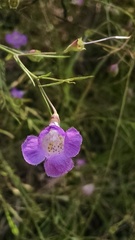 Agalinis edwardsiana