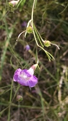Agalinis edwardsiana