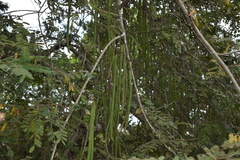 Cassia moschata