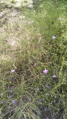 Agalinis edwardsiana